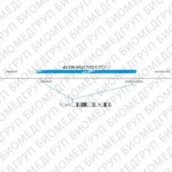 ДЛЯ КЛИЕНТОВ ЗА ПРЕДЕЛАМИ США. SureFISH 17q25.3 Chr17qTel 405kb P20 BL