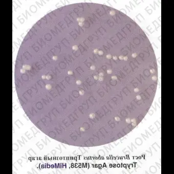 Агар триптозный 500 г ФСЗ 2009/03707
