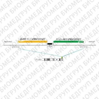 ДЛЯ КЛИЕНТОВ ЗА ПРЕДЕЛАМИ США. SureFISH 17p13.2 USP6 5 BA 400kb P20 GR