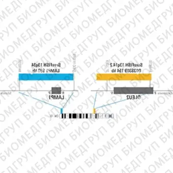 ДЛЯ КЛИЕНТОВ из США. SureFISH 13q34 LAMP1 598кб P20 BL. LAMP1, Копийный номер, 20 тестов, Аква, Концентрат, Ручное использование