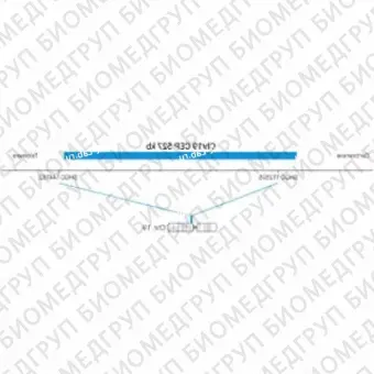 ДЛЯ КЛИЕНТОВ ЗА ПРЕДЕЛАМИ США. SureFISH Chr19 CEP 527kb P20 BL