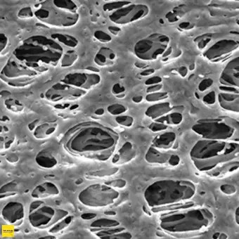 Фильтр, Экспресс, d пор 0,22 мкм, d мембраны 25 мм, 100 шт., Merck Millipore, GPWP02500