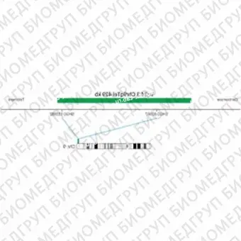 ДЛЯ КЛИЕНТОВ из США. SureFISH 9q34.3 Chr9qTel 429кб P20 GR. Теломер Chr9q, Номер копии, 20 тестов, FITC, Концентрат, Ручное использование