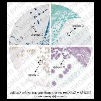 Агар селективный HiCrome для грибов Candida для дифференциации 500 г ФСЗ 2009/03705