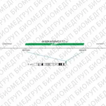 ДЛЯ КЛИЕНТОВ ЗА ПРЕДЕЛАМИ США. SureFISH 9p24.3 Chr9pTel 428kb P20 GR