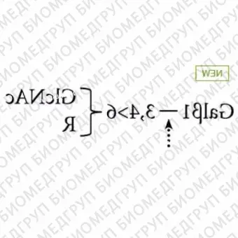 13,4галактозидаза яички крупного рогатого скота ранее ProZyme