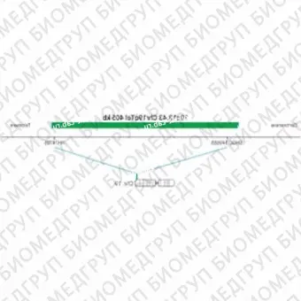 ДЛЯ КЛИЕНТОВ из США. SureFISH 19q13.43 Chr19qTel 405кб P20 GR. Теломер Chr19q, Номер копии, 20 тестов, FITC, Концентрат, Ручное использование