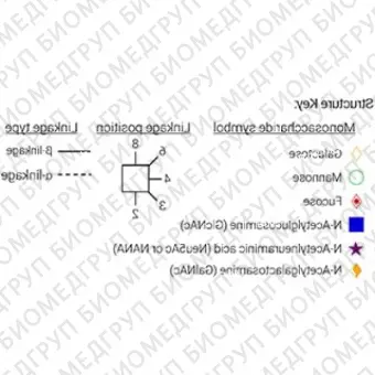 Nгликан AdvancedBio InstantQ G0/A2 асиало, агалакто, биантенный комплекс Nгликан ранее ProZyme. Nгликан, помеченный InstantQ, для использования в качестве качественного стандарта с системой анализа гликанов GlyQ. Альтернативные названия гликанов