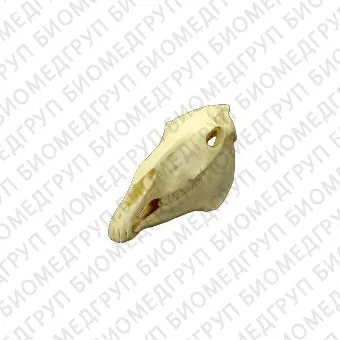 Анатомическая модель черепа MAI AH 53900