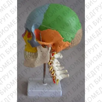 Анатомическая модель черепа