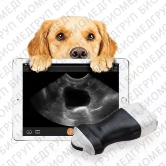 Портативный ветеринарный ультразвуковой сканер C7 HD Vet