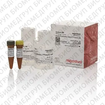 Реагент NoStain Protein Labeling Reagent, 40 реакций, Thermo FS, A44449
