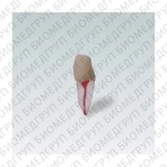 Анатомическая модель зубов ana4zpukn21