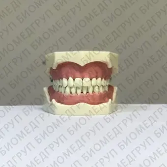 Анатомическая модель зубов Colombia
