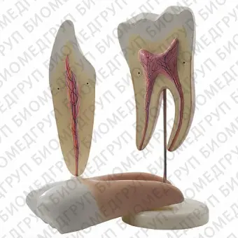 Анатомическая модель зубов H130028