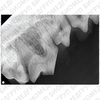 Зубной ветеринарный генератор рентгеновского излучения SignalSMILE