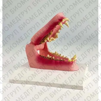 Анатомическая модель челюсти VET1194