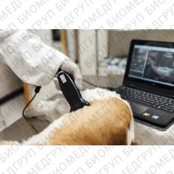 Портативный ветеринарный ультразвуковой сканер SiMPLi GP Vet