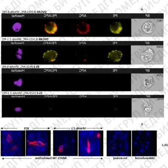 Набор для конъюгации антител PE / RPhycoerythrin Conjugation Kit, LightningLink, Abcam, ab10291860, 60 мкг