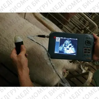 Портативный ветеринарный ультразвуковой сканер DP20 Plus
