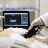 Портативный ветеринарный ультразвуковой сканер SiMPLi GP Vet