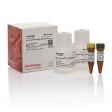 Реагент No-Stain™ Protein Labeling Reagent, 40 реакций, Thermo FS, A44449