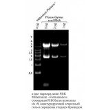 Маркер длин РНК, Millennium -Formamide, 10 фрагментов от 500 до 9000 п.н., 1 мг/мл, Thermo FS, AM7151, 50 мкг