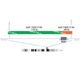 ДЛЯ КЛИЕНТОВ из США. SureFISH 6q22.1 ROS1 3' BA 1132kb P20 GR. ROS1, Break Apart, 20 тестов, FITC, Концентрат, Ручное использование